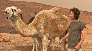 EL REINO DE LOS CAMELLOS | Marruecos