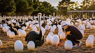 Уникальная сбор яиц улитки, страуса, морского ежа - переработка яиц улиток в икру 🐌
