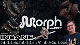 Some Of The CRAZIEST Red Baby Green Tree Pythons You'll Ever See