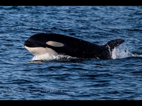 Killer Whales Ambush A Pod of 1,000 Dolphins