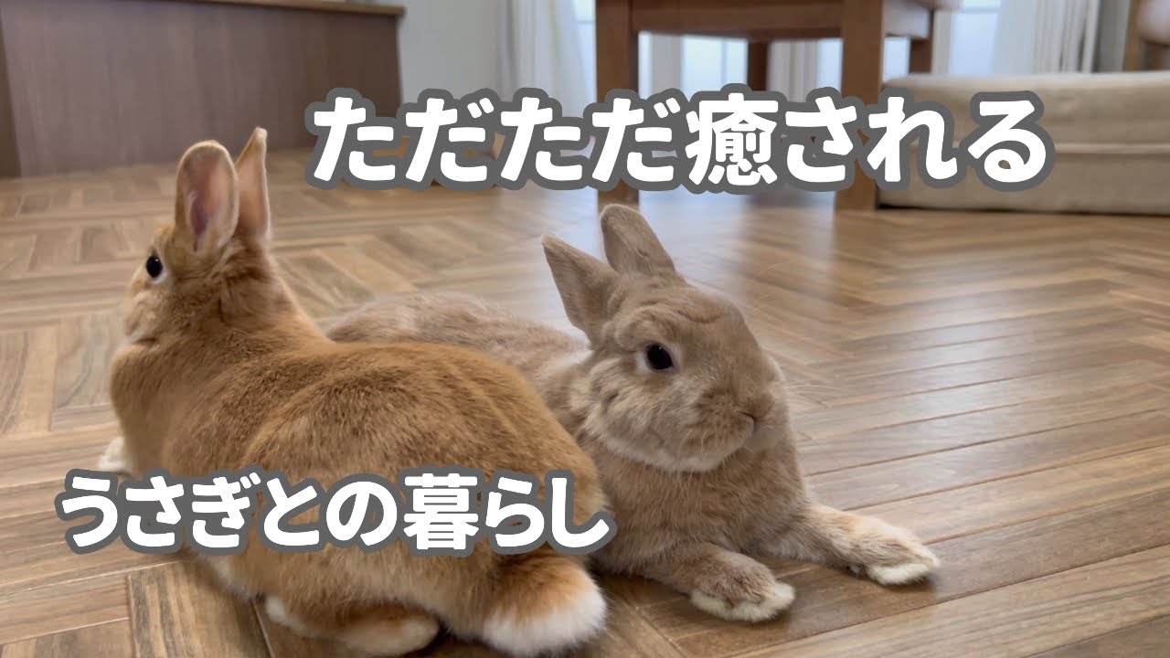 ただただ癒される うさぎとの暮らし