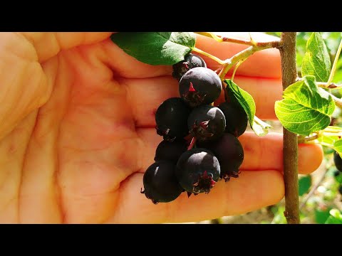 Видео: Уход за кустарником Саскатун: как выращивать кусты Саскатун в саду