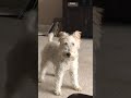 Wire Fox Terrier Buffy Jones の動画、YouTube動画。