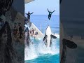 世界一のシンクロ飛行!!「ダブルスカイロケット」 #Shorts #鴨川シーワールド #シャチショー #kamogawaseaworld #orca #killerwhale