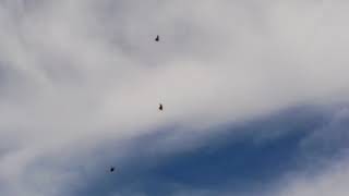 Голуби Лозоватского.Фильм 60. Голуби Лозоватского.Фильм 60.