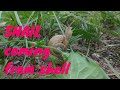 Amazing moment captured snail  coming out form its shell