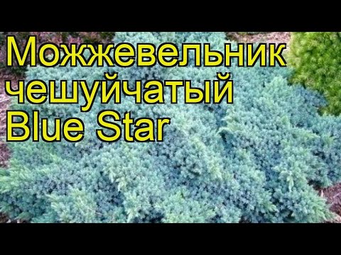 Видео: Gold Star Juniper - описание, характеристики и рецензии