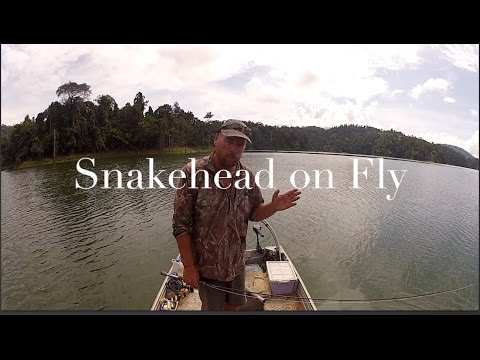 Snakehead on Fly 