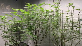 Leaf Stripping 2 Weeks Into Flower Defoliation Schwazzing
