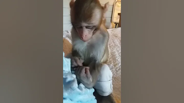 Sweet baby monkey
