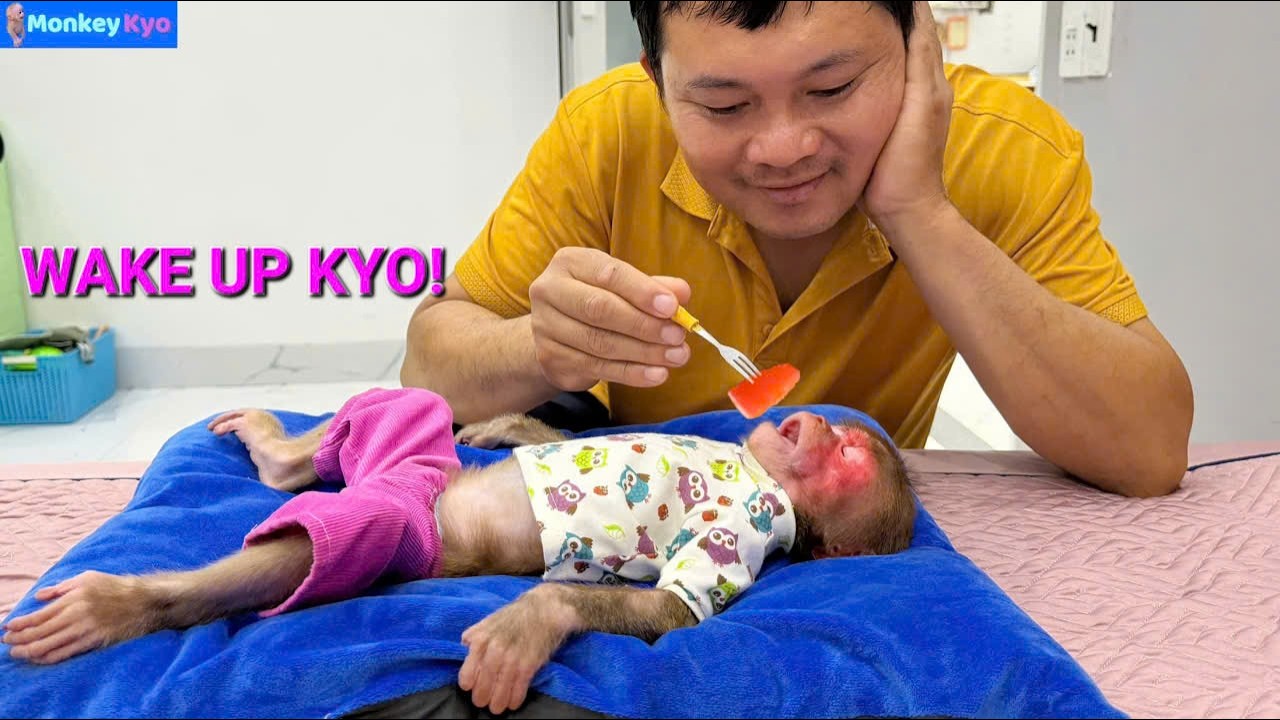 Dad tried to wake sleeping Kyo with food… Will she wake up? 😂
