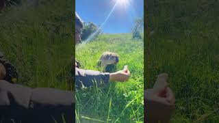 Cute Wild animal bobak marmot or prairie dog 468