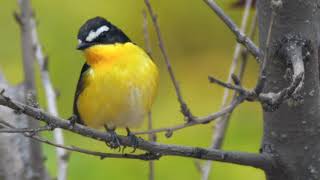 Yellow-rumped Flycatcher (Ficedula zanthopygia)