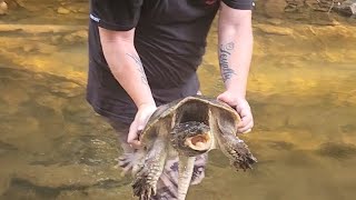 Snapping turtles show me how they earned their name!