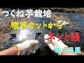 つくね芋栽培　種芋カットからネット張まで　邑南町　駒川農園　22.4.5
