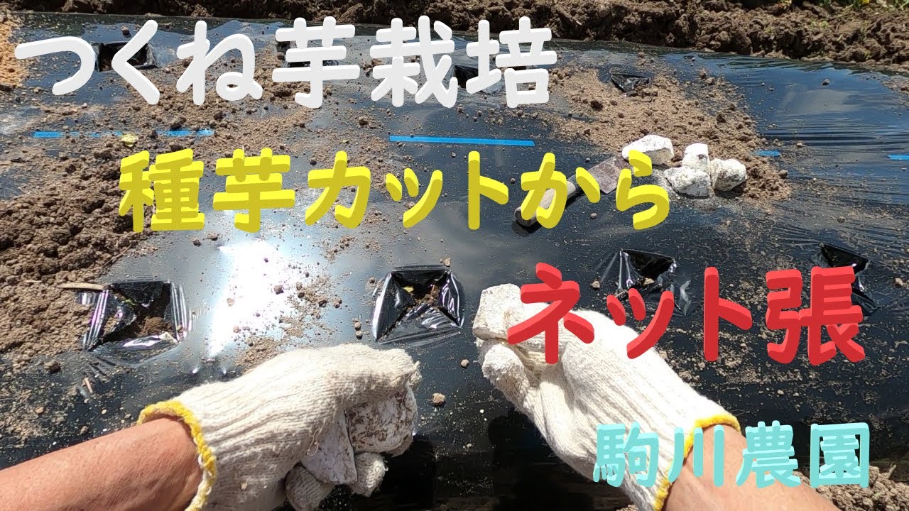 つくね芋栽培　種芋カットからネット張まで　邑南町　駒川農園　22.4.5
