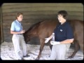 Urogenital System: Physical Examination of the Horse