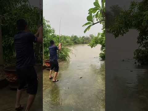 Câu cá ngày mưa thật chill #câucá #fishing #cauca #đồngquê #giaitri #caođàitổng