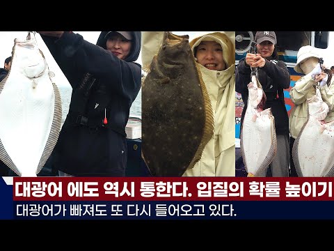 풍낚TV대광어낚시 에도 통하는 입질의 확률높이기/텅~하는 로드의 확대영상/대광어가 다시 들어오고 있습니다/대광어낚시의 모든것/이범호/Flatfish downshot