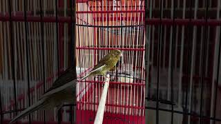 Bird Sounds  Kenari Gacor Embarrassed Sound Cor Do Motivo De Madeira singing birdsounds canary