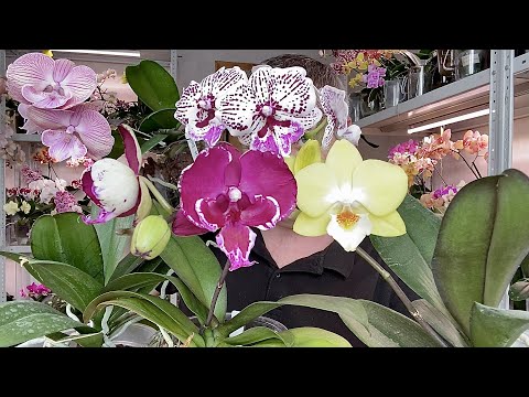 НОВЫЕ орхидеи биг
