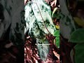 #trending #ytviral #yt #youtubeshorts #songs #love #views #shortsfeed #shorts # #youtube #nature