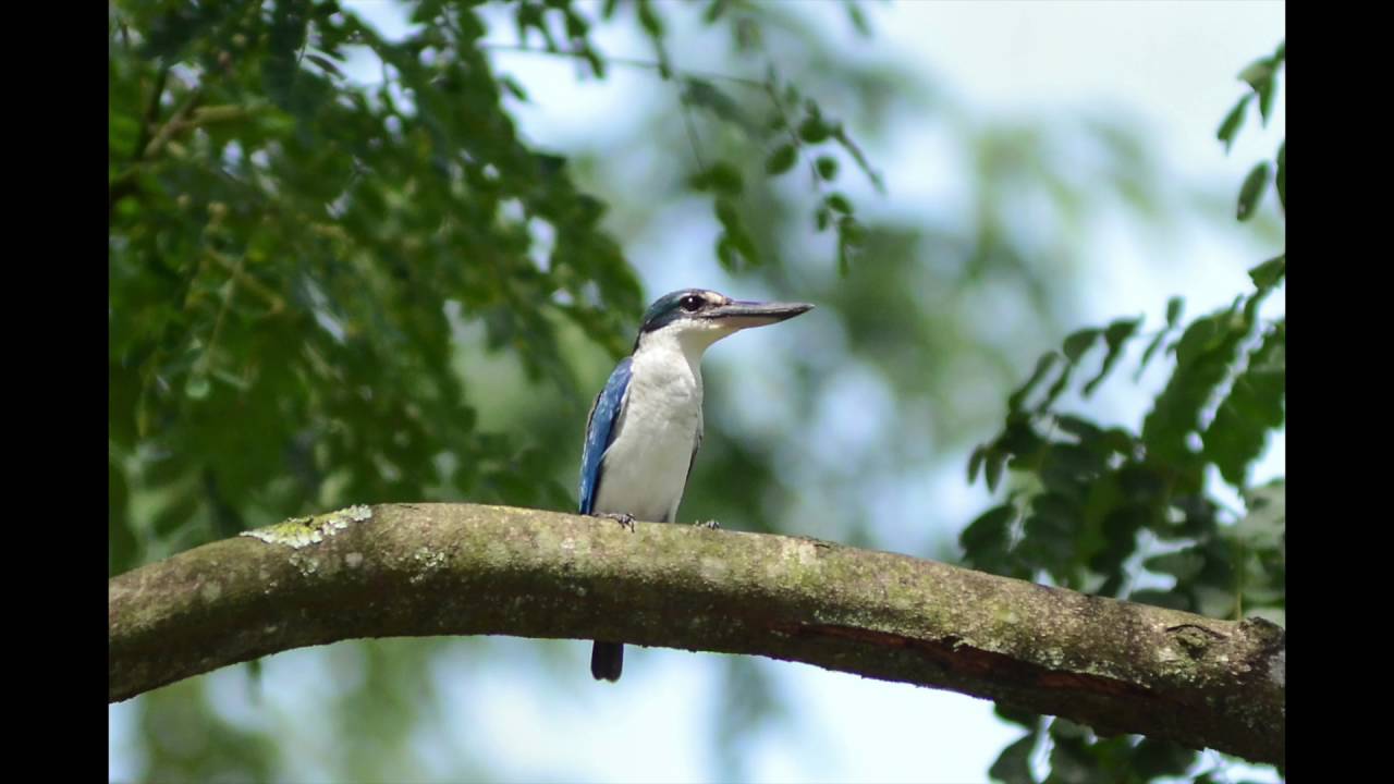 Bird watching in Singapore (White Throated,Collared & Stork Billed