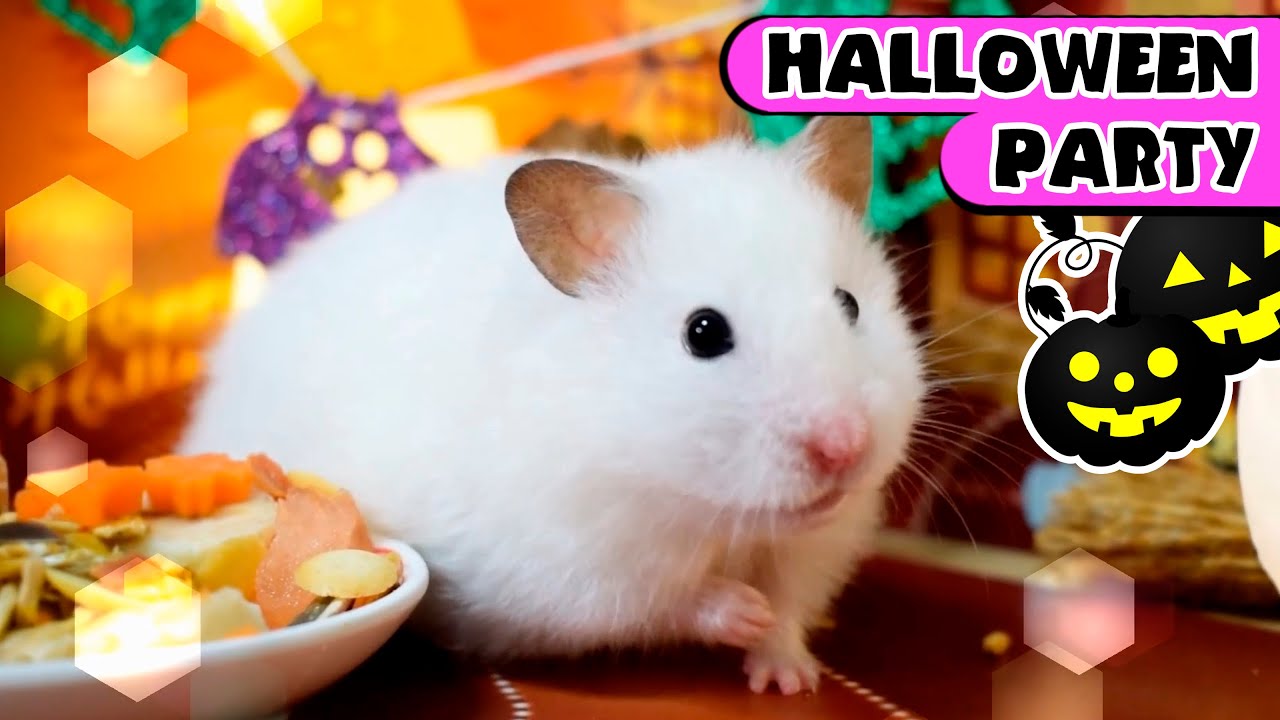 Hamster fun Halloween Party 2021 with Parrot!! Pumpkins Show Hamsters Story! Enjoy!