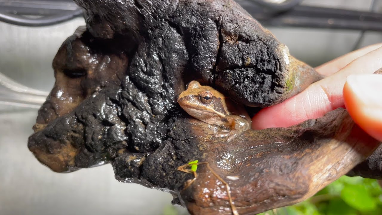 Frogs that don't like their owners - YouTube