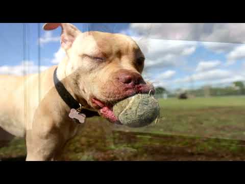 What's Your Inner Dog Look Like?