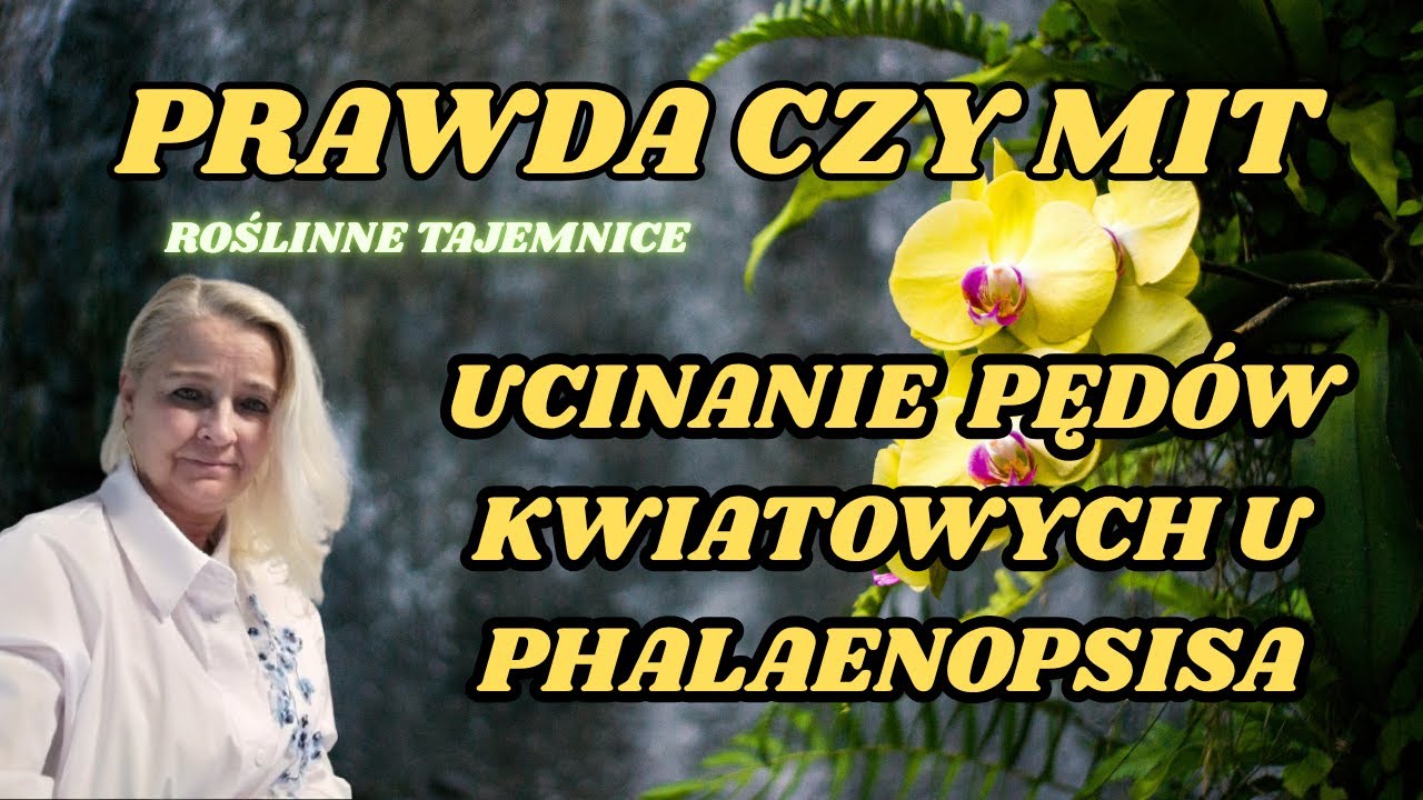 Jak przycinać pędy u PHALAENOPSISÓW