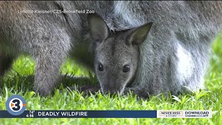 Newshounds Now Update: Baby wallaby peeks its head out