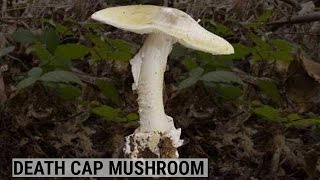 How To Spot The World's Deadliest Mushroom