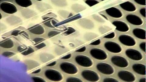 automated cell Countace