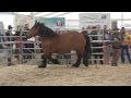 Expozitia Agraria | Prezentarea cailor in culise | Ziua 2 | 7. Aprilie.2017