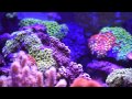 Camille-Saint-Saens---Aquarium,-Karneval-der-Tiere-(Le-carna.ytv auf www.funpot.net