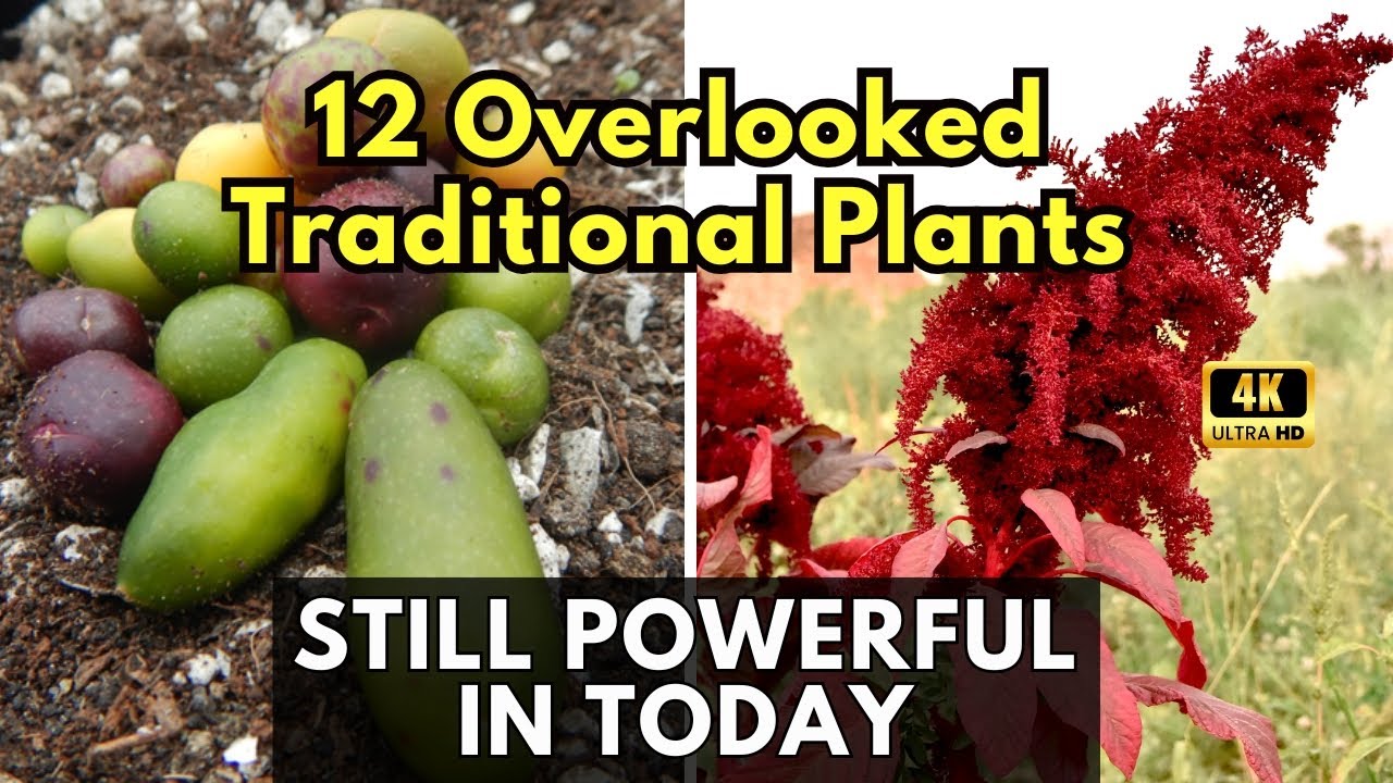 12 Overlooked Traditional Plants That Still Matter for Daily Nutrition That Are Still Powerful Today