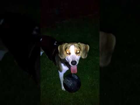 Beagle the soccer