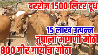 दररोज 1500 लिटर दूध,800 गीर गायींचा गोठा,महिन्याला 3 लाख नफा,Original तूप,gir_cow,dairy,visionvarta,