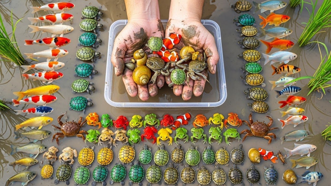 Unbelievable Rice Field Discovery! Tiny Colorful Creatures Found in Mud ...
