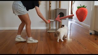 Ragdoll Jimmy plays Hide'n'Seek by Ragdolls 4 Real 🐱 79 views 7 months ago 59 seconds