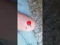 Sharing Red Syrup with Tiny Ants #timelapse #shorts