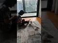 Jad 's mommy  makes toy for jadu 😀😂 (subscribe 🥰) #puppy #puppylove #shorts #funny #funnypupp