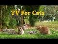 Backyard squirrels mouse and birds for cats to enjoy  entertainment for cats