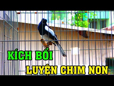 Video Chòe Than Hót Giọng Hay | Luyện Than Non Học Giọng (... - youtube