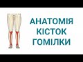 Кістки гомілки (ossa cruris) анатомія