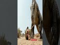 300 Million Years Ago | How did prehistoric humans survive to sustain life  #jurassicpark