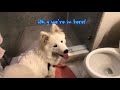 Puppy Takes a Bath Gone Wrong Again? | Fluffy the Samoyed