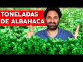 Albahaca 7 consejos que necesitas saber