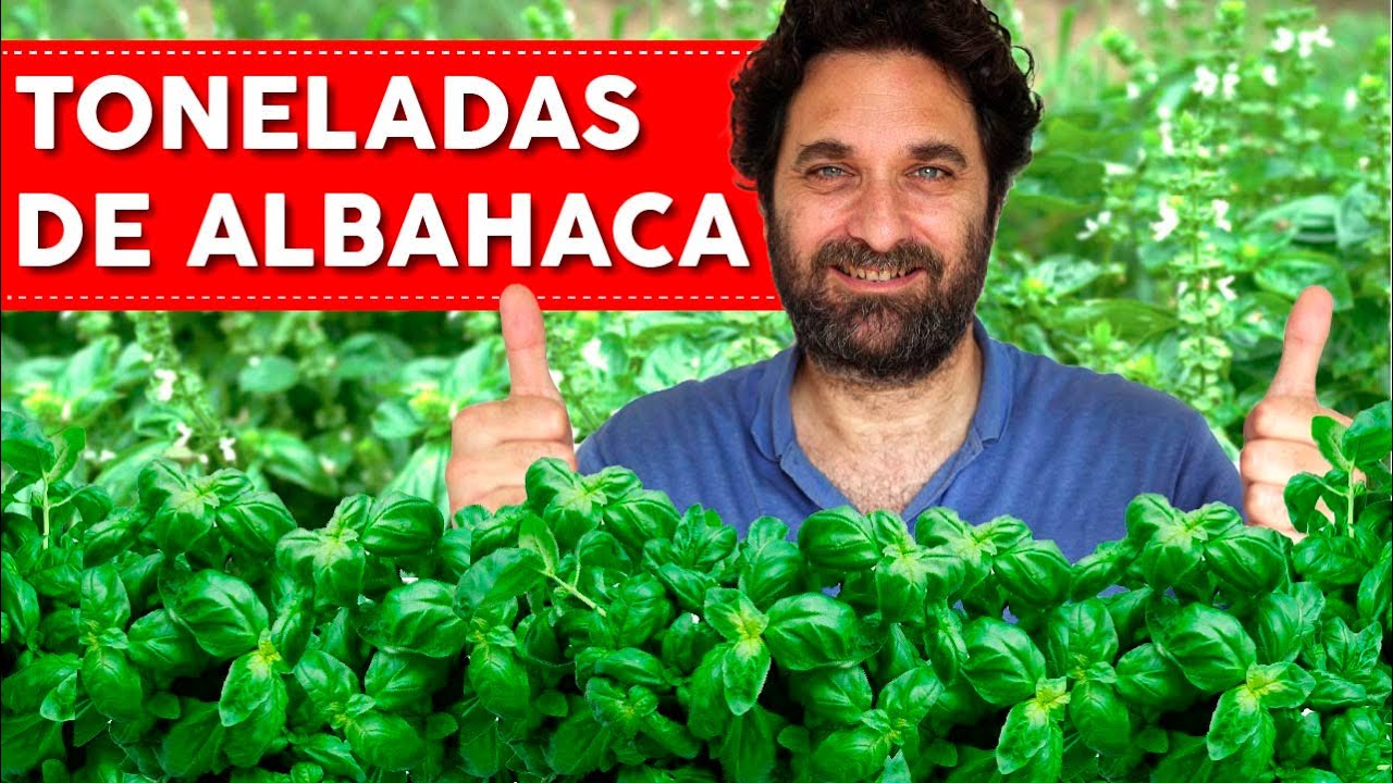 ALBAHACA: 7 CONSEJOS QUE NECESITAS SABER